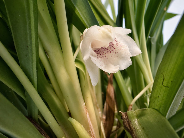 Kefersteinia laminata