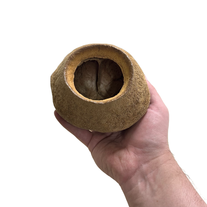 King Pod image 4