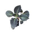 Kohleria amabilis
