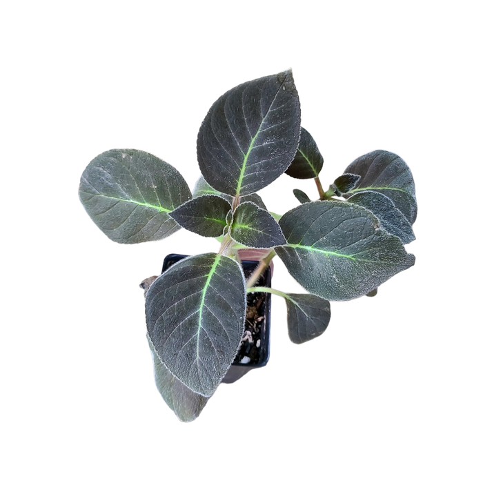 Kohleria amabilis