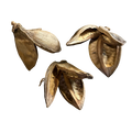 Large Star Pods