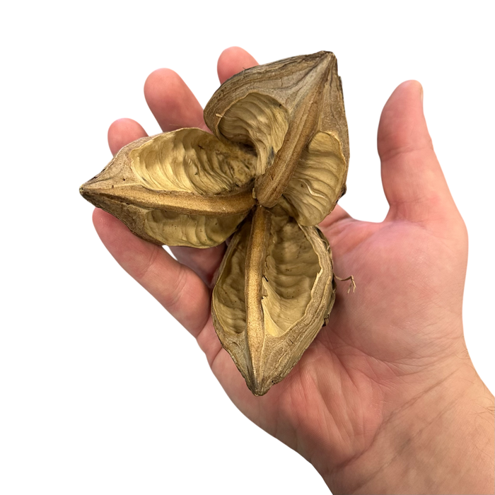 Large Star Pods image 2