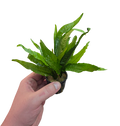 Leptochilus pteropus (Java Fern)