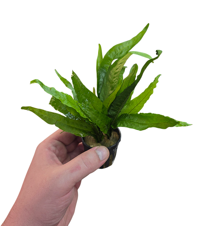 Leptochilus pteropus (Java Fern)