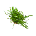 Lilaeopsis brasiliensis
