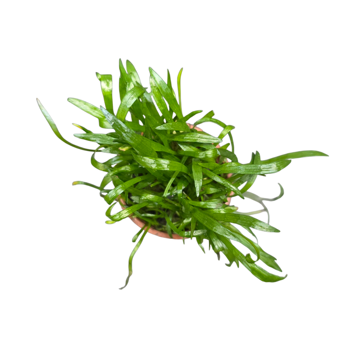 Lilaeopsis brasiliensis