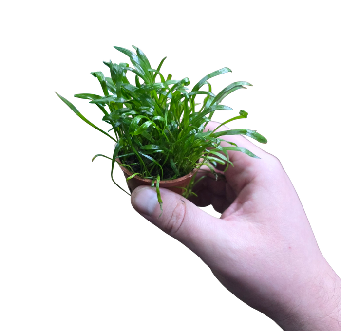 Lilaeopsis brasiliensis