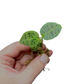 Macodes petola