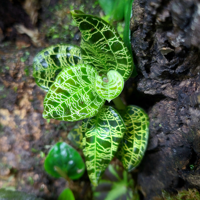 Macodes petola image 2