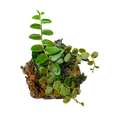 Marcgravia ComboPlug - Rectiflora + Copper