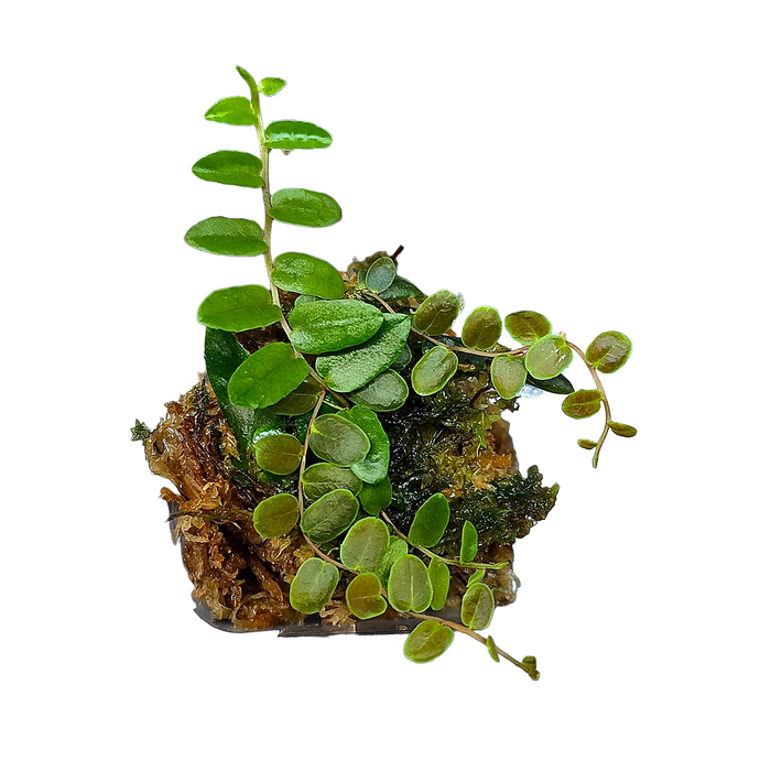 Marcgravia ComboPlug - Rectiflora + Copper