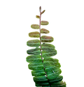 Marcgravia sp. Copper
