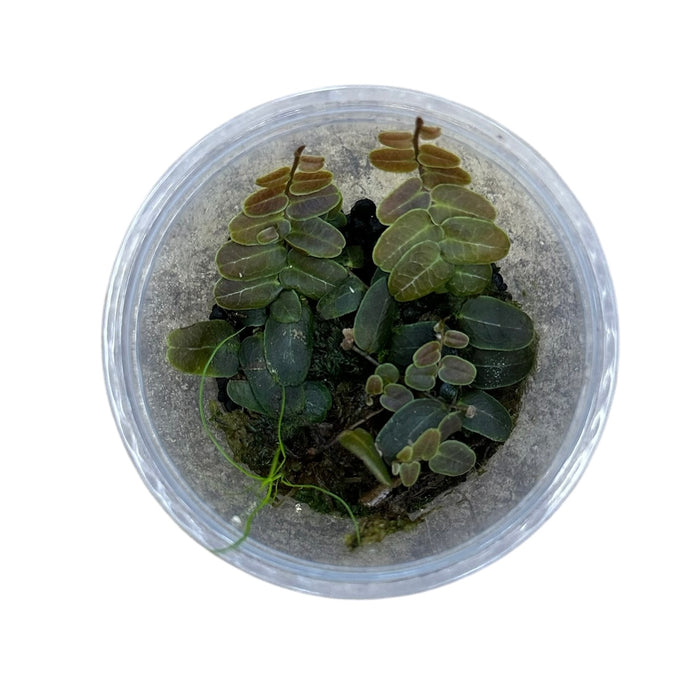 Marcgravia sp. Copper image 3