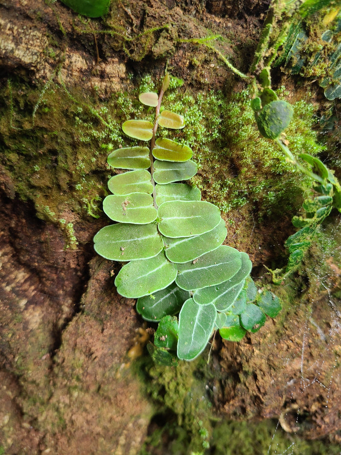 Marcgravia umbellata