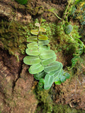 Marcgravia umbellata