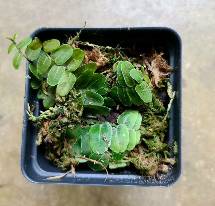 Marcgravia umbellata image 2