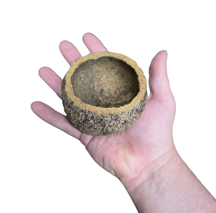 Mayan Pod image 2