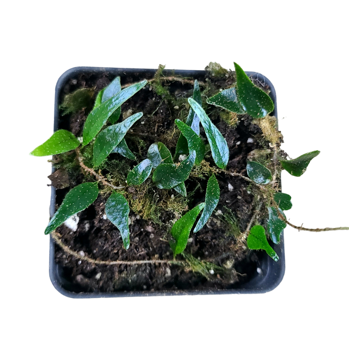 Microgramma cf. reptans #3