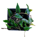 Microgramma cf. reptans #4