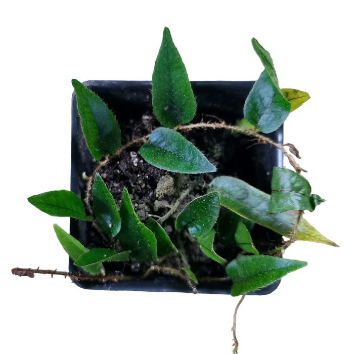 Microgramma cf. reptans #4
