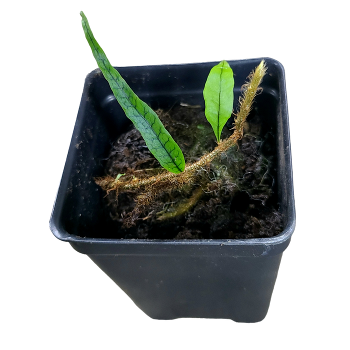 Microgramma lycopodioides