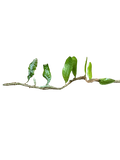 Microgramma nitida
