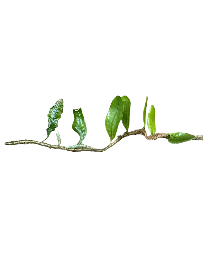 Microgramma nitida