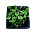 Microgramma sp #3