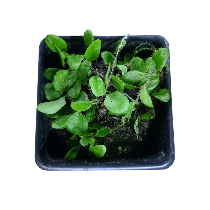 Microgramma sp #3