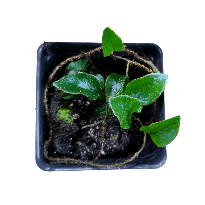 Microgramma sp #4