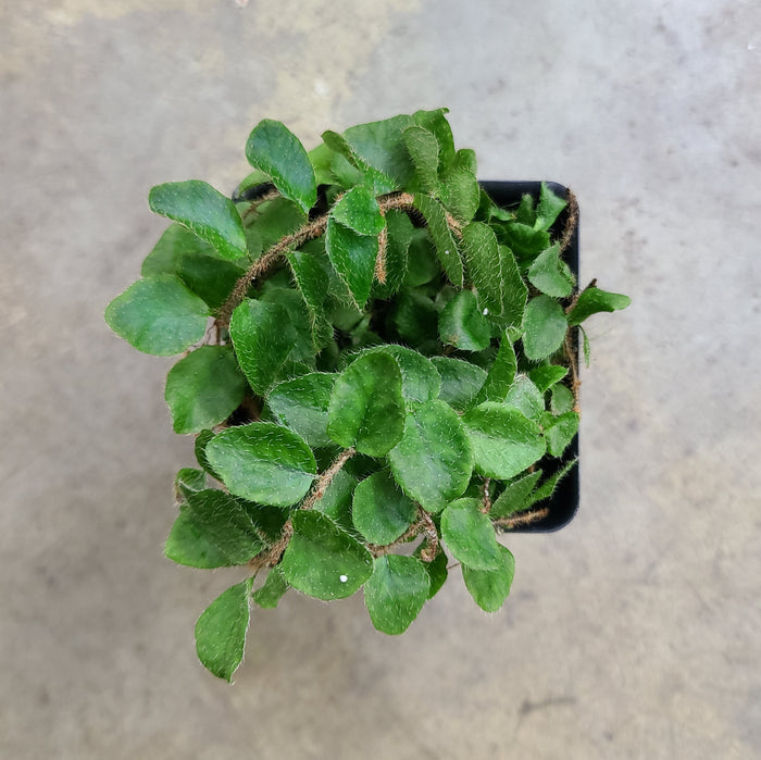 Microgramma sp. 'Santi'