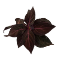 Mikania sp Red / hibrida