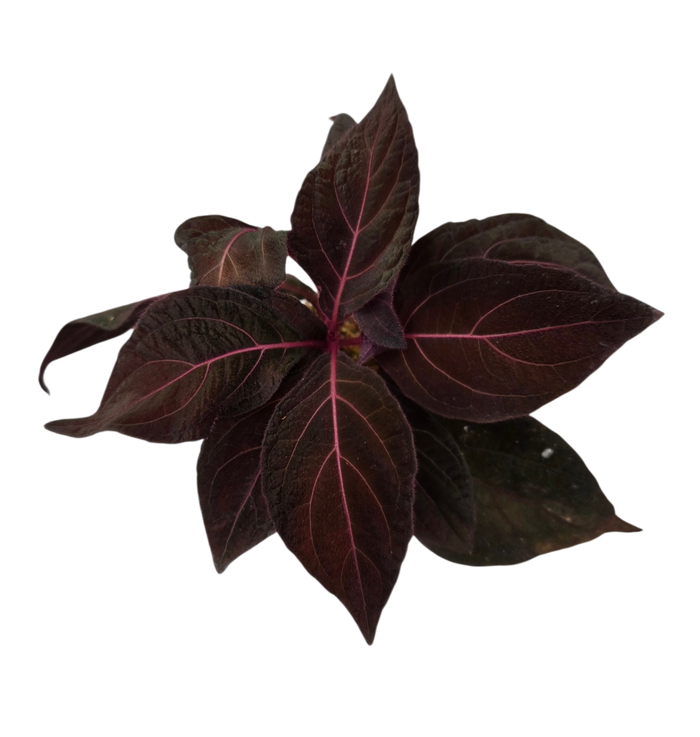 Mikania sp Red / hibrida