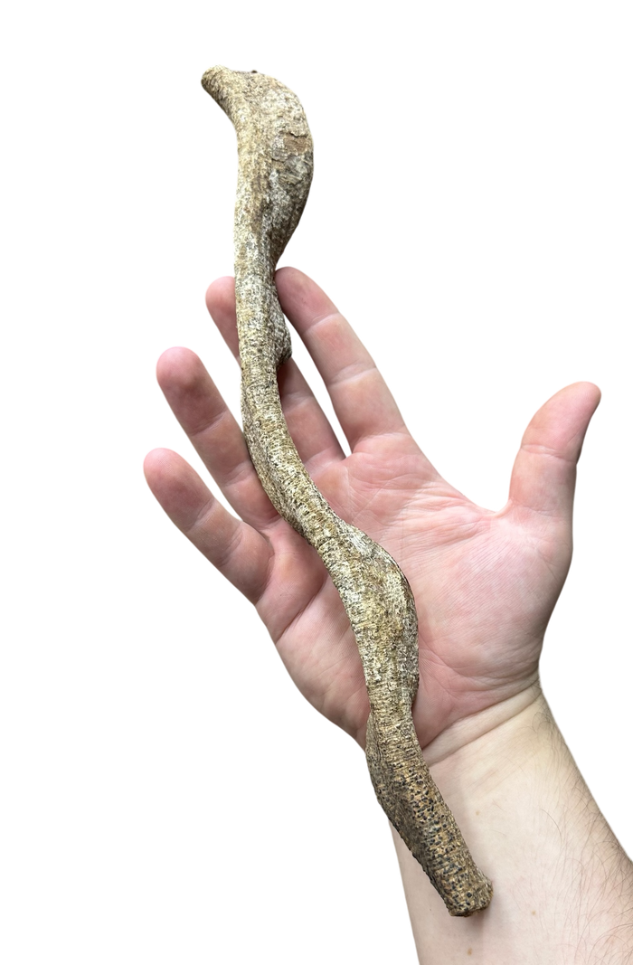 Monkey Ladder image 2