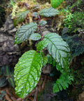Monopyle chocoensis