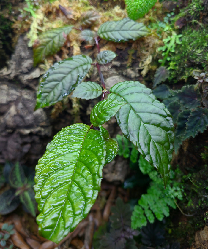 Monopyle chocoensis