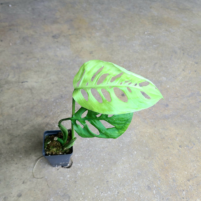 Monstera esqueleto