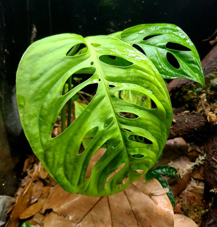 Monstera esqueleto image 2