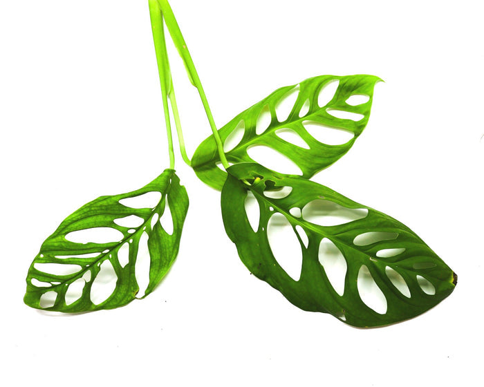 Monstera esqueleto image 3