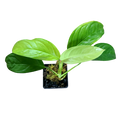 Monstera obliqua Bolivia