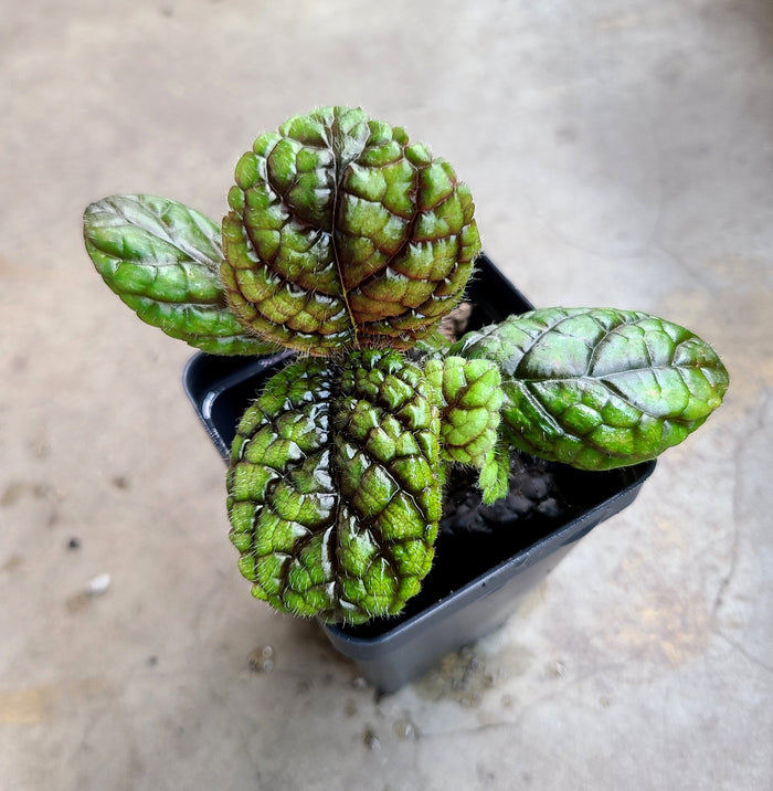Nautilocalyx erytranthus image 2
