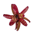 Neoregelia "Aztec Fireball"