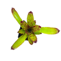 Neoregelia "Cheers"