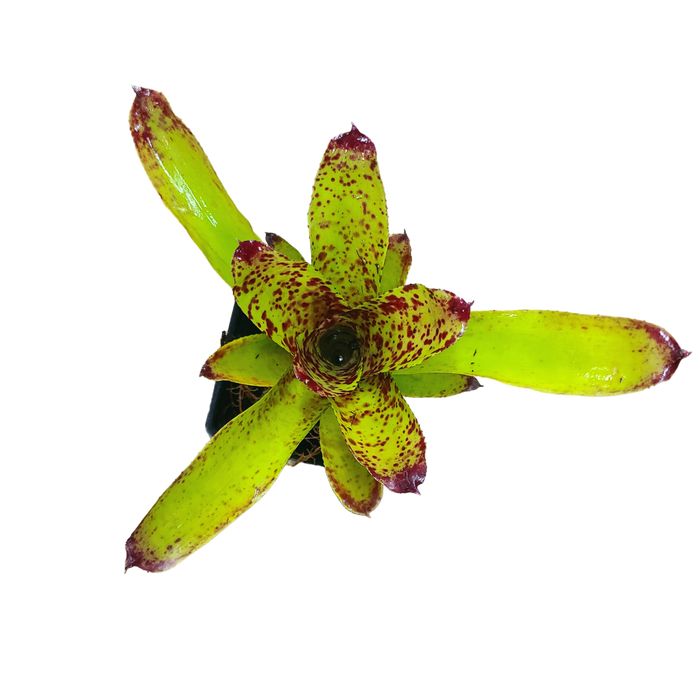 Neoregelia "Cheers"