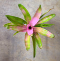 Neoregelia "Cotton Candy"