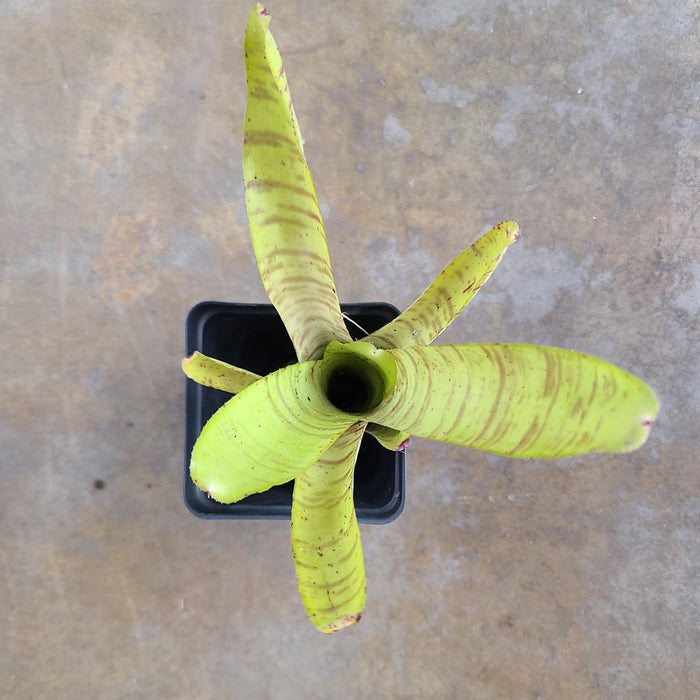 Neoregelia crispata