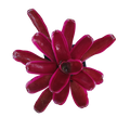 Neoregelia "Donger"