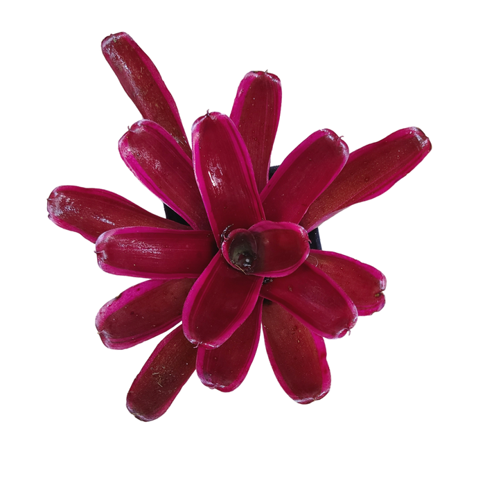 Neoregelia "Donger"