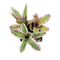 Neoregelia "Gizmo" - Micro
