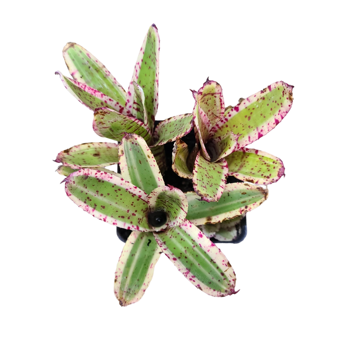 Neoregelia "Gizmo" - Micro
